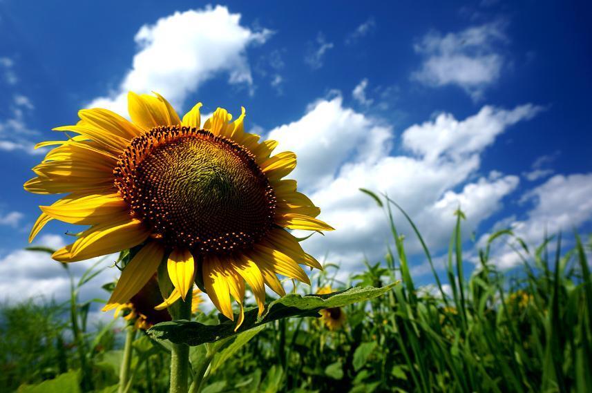 0　夏の花.JPG