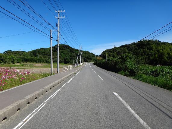 10　コスモスが沿線にいっぱい咲いています.JPG