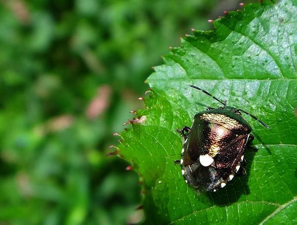 10　ツーリング先でも虫虫.JPG
