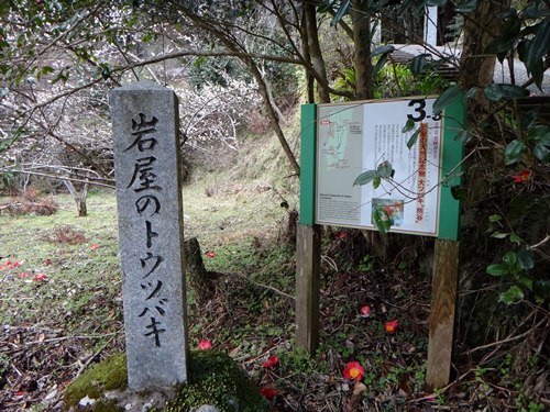10　天然記念物でした.JPG
