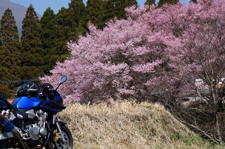 10　通りすがりの桜.JPG