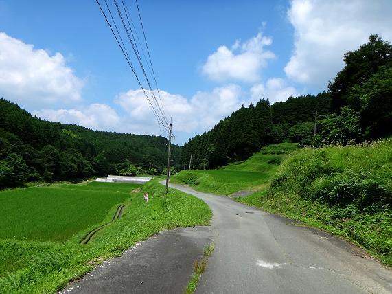 11　田んぼが綺麗な季節.JPG