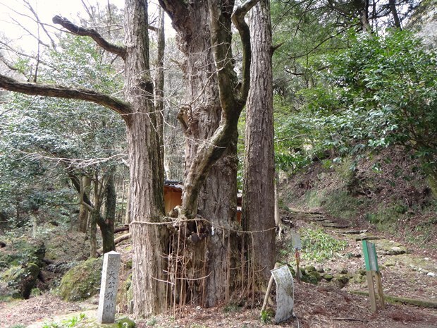 12　巨木も.JPG