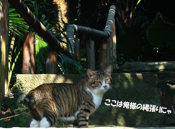 15 ボス猫登場.jpg
