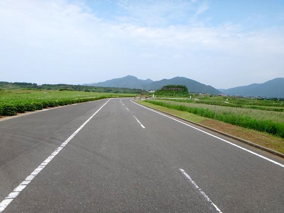 16　コスモスは２分咲き.JPG