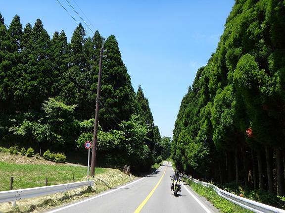 17　緑のコントラストが綺麗です.JPG