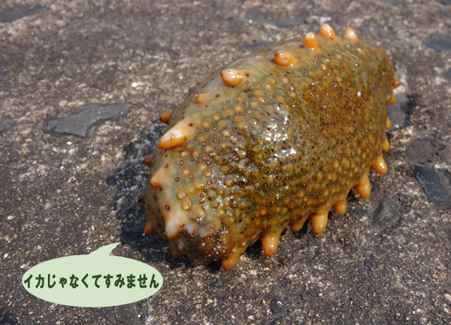 17　食べたら美味しいよ.jpg