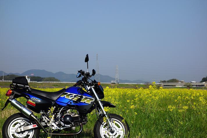 1　菜の花って何気にクサイ.JPG