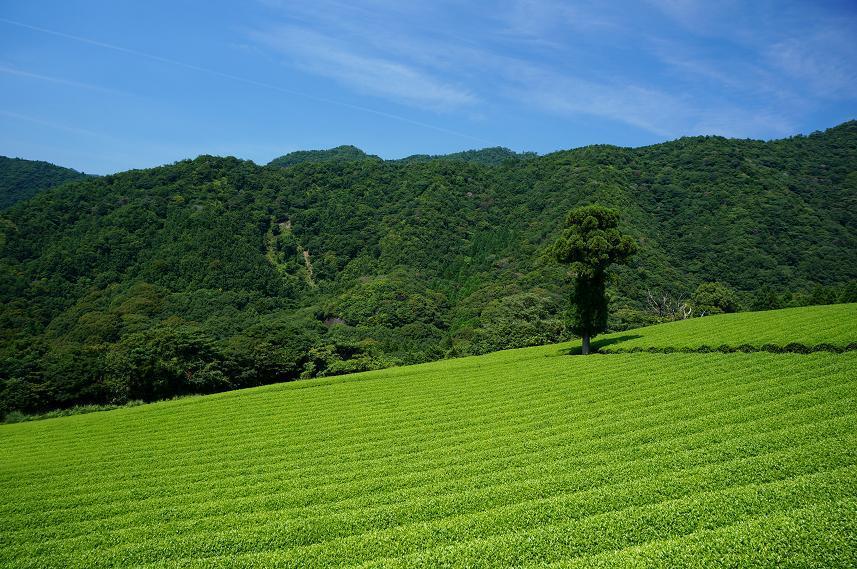 20　お茶のＣＭにいかが？.JPG