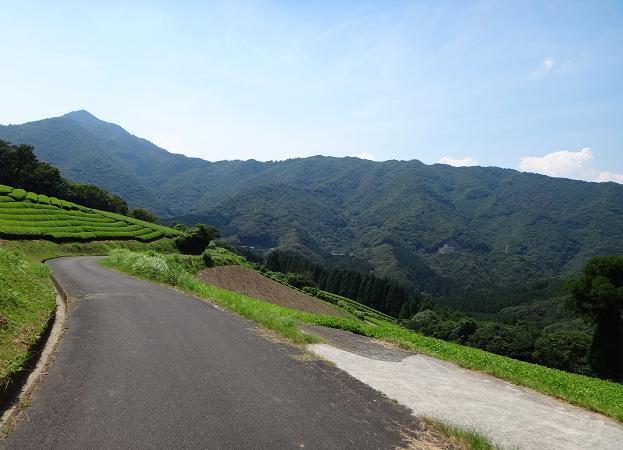 21　茶畑はこの山の斜面のみ.JPG