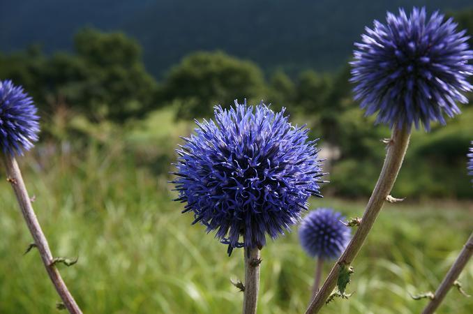 22　花期が長いのでまだ見れます.JPG