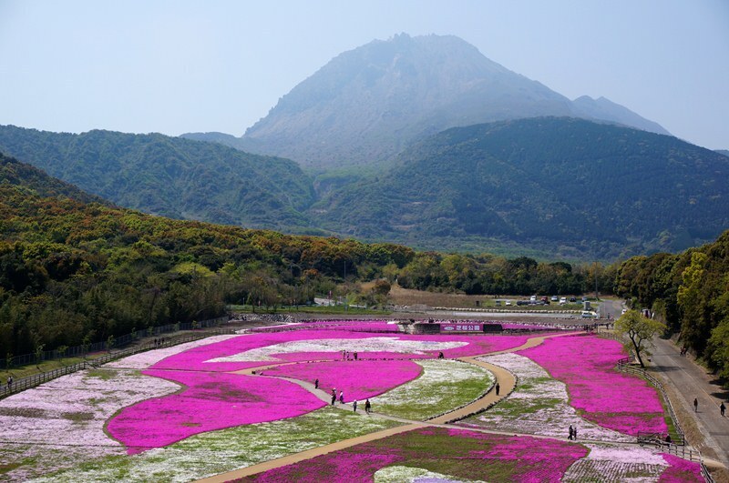 23　復興芝桜.JPG