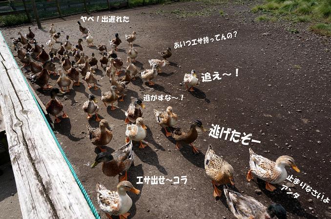 24　なんで付いてくる？.JPG