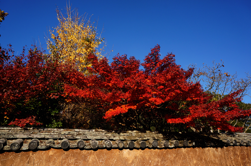 24　同じ紅葉を撮る.jpg