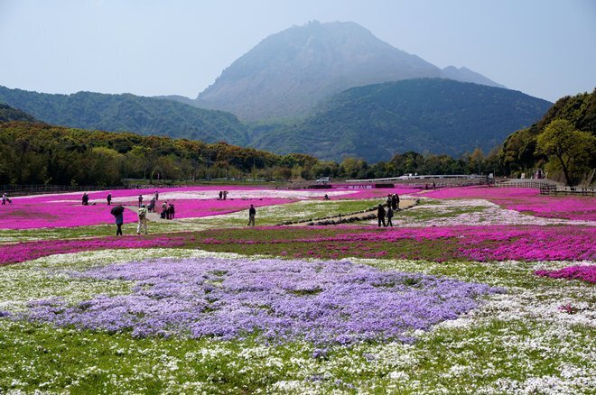 26　咲いてないんじゃなくて歯抜けが多い.JPG