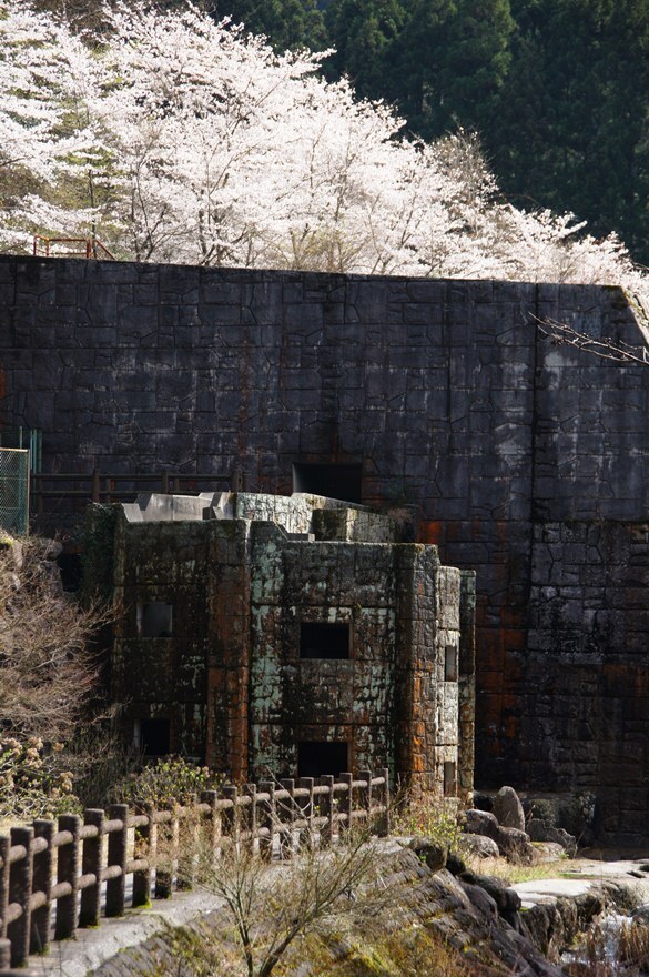 27　魚道にも桜がありました.JPG