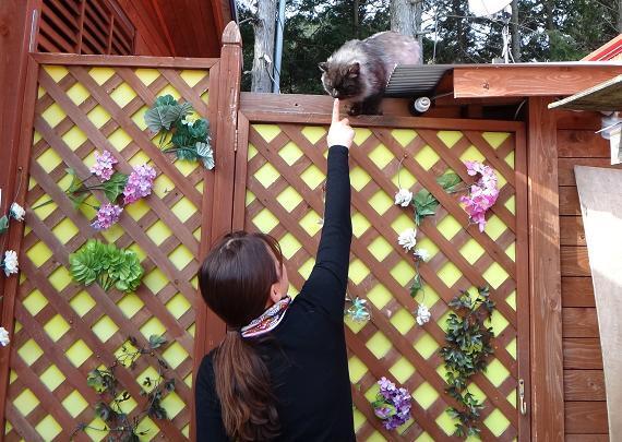 28　狸みたいな猫出現.JPG