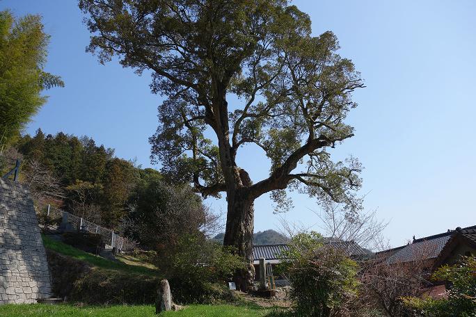 31　民家の裏に普通に巨木がある風景.JPG