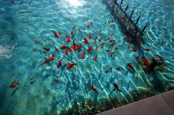 35　金魚発見.JPG