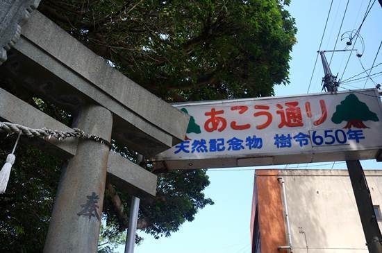 36　樹が枯れたら困る通り.JPG