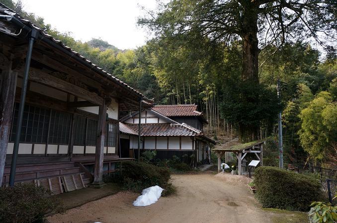 3　榧の木.JPG