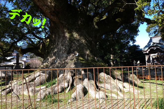 3　青幡神社の大楠.jpg
