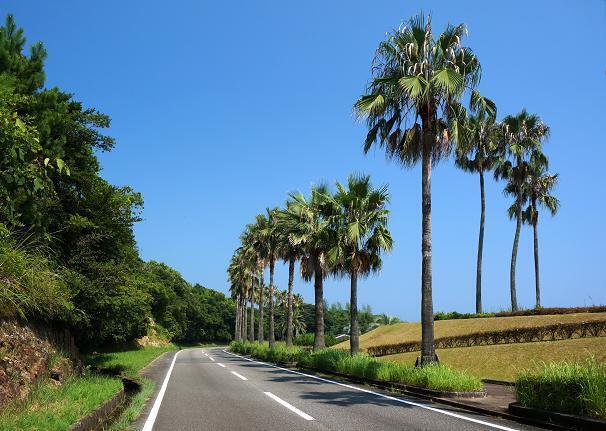 41　宮崎らしい道路.JPG