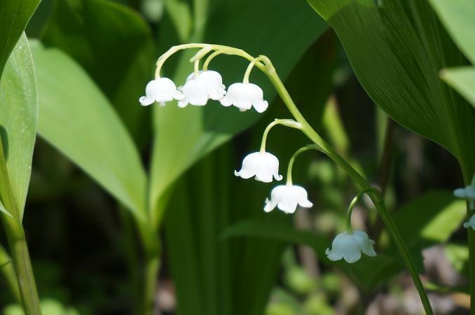 46　牧草に生えると毒があるので牛はたべません.JPG