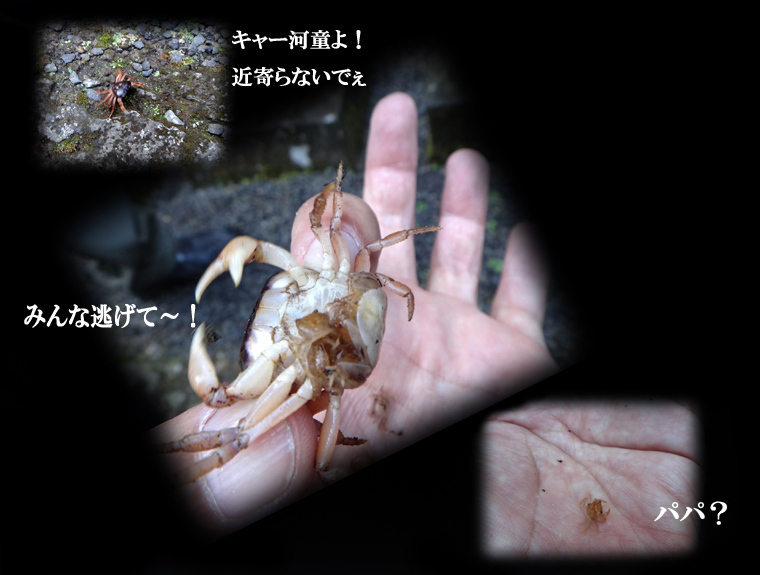 4　サワガニ.JPG