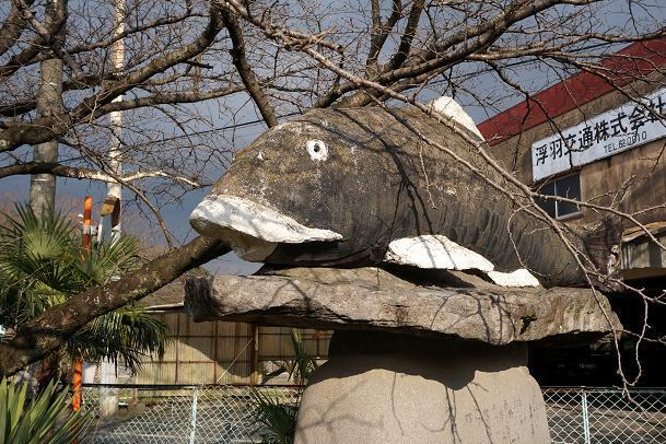 4　鯉だね.JPG