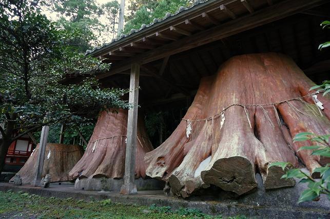 5　伐り株の陳列.JPG