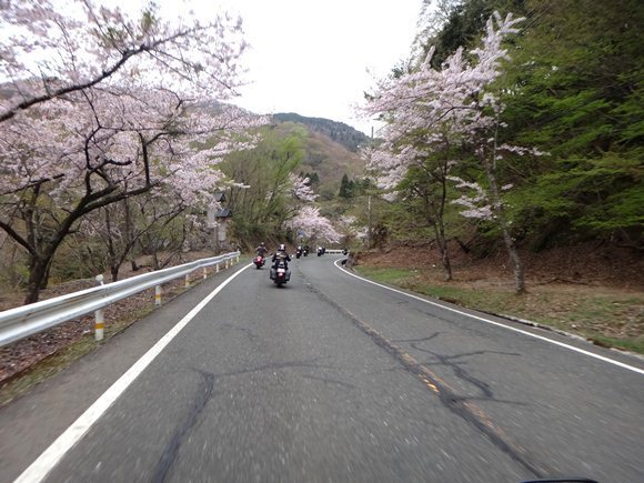 5　桜が咲いてる.JPG