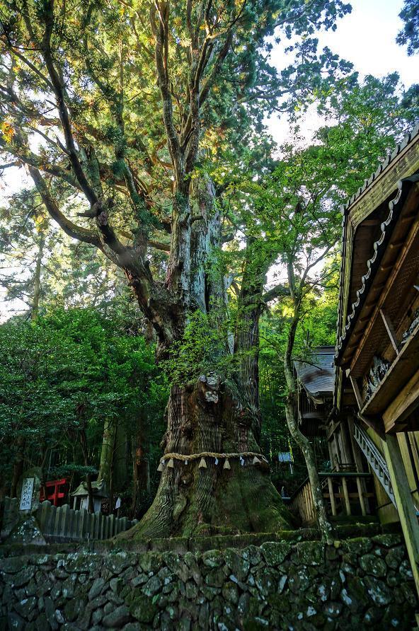 6　これが大なんとか神社の大杉だ.JPG