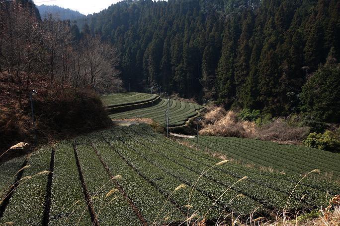 7　山のなかの茶畑.JPG