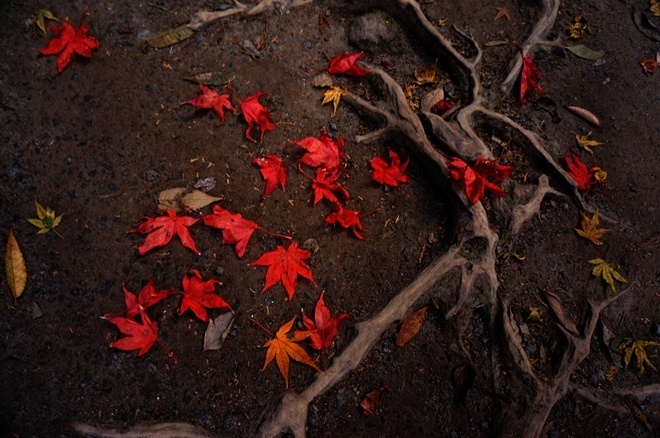 8　紅葉ももう終盤だね.JPG