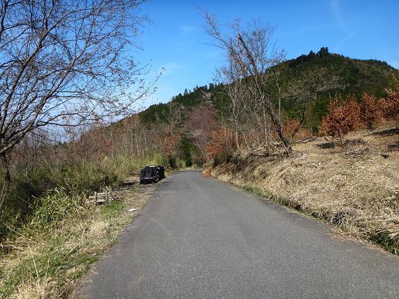 こんな明るい林道、大好き.JPG