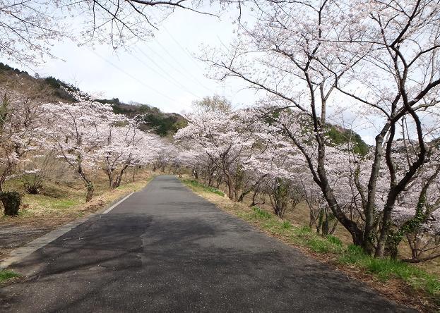 桜の峠道.JPG