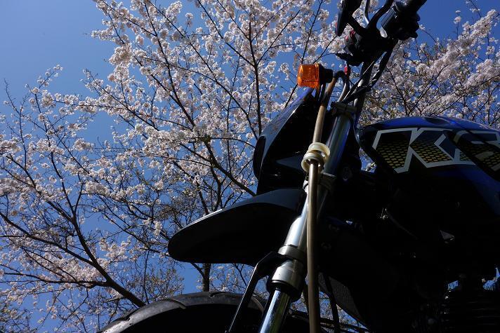 桜はおなかいっぱいだけど名残の１枚.JPG