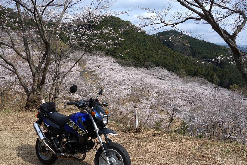 満開だね.JPG