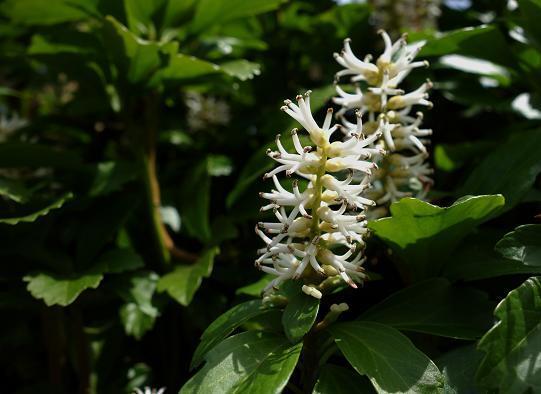 響は野草好き.JPG