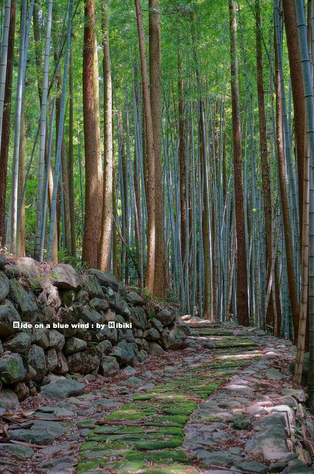 ２５　苔の生え方に感謝したい.JPG